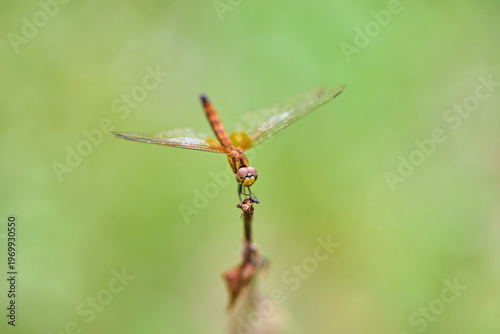 Dragonfly Perched on a Plant Stem