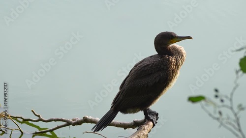 a young cormorant sits by the water