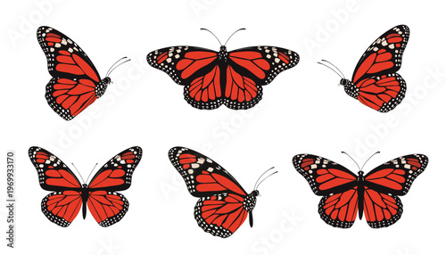 

Set of colorful vector monarch butterflies with orange and black wings isolated on white for spring nature flight illustration
