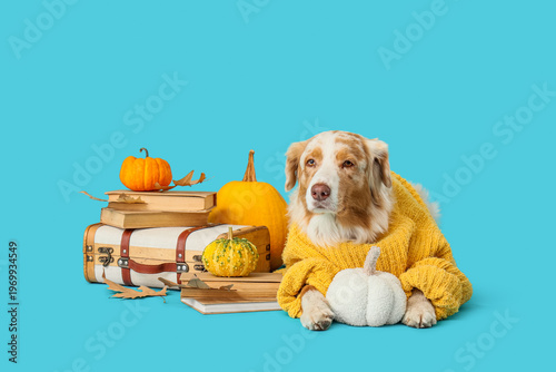 Cute Australian Shepherd do...