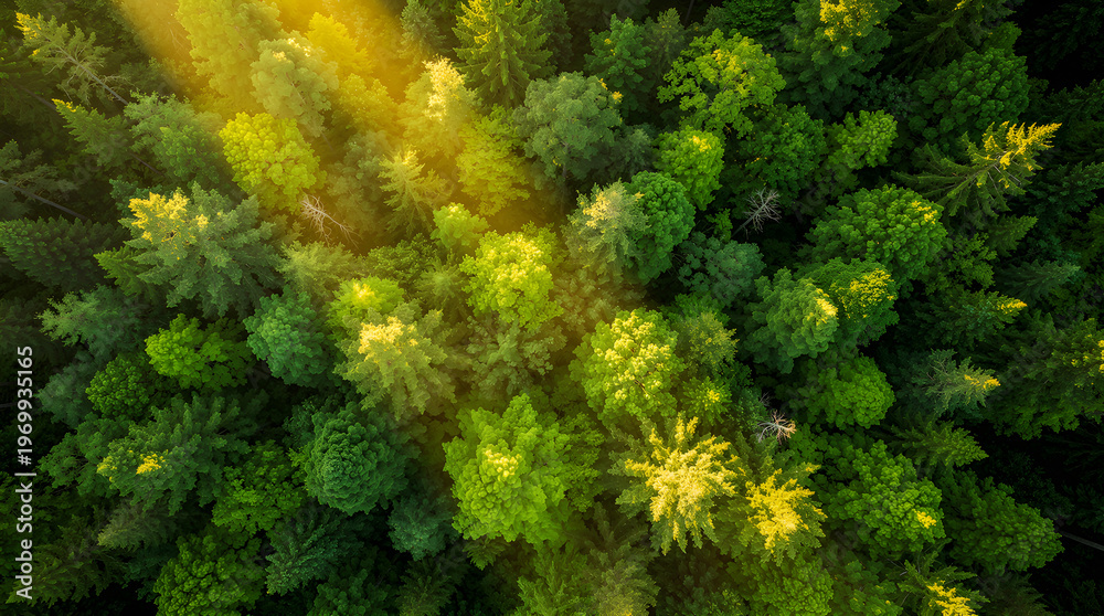 Fototapeta premium Green forest canopy receiving golden hour sunlight shining through dense evergreen and deciduous trees, aerial view of vibrant natural ecosystem