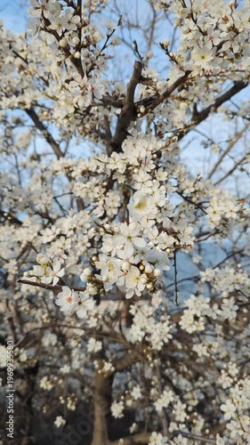 Vertical white cherry blossom swaying gently on branches. Spring bloom in detail