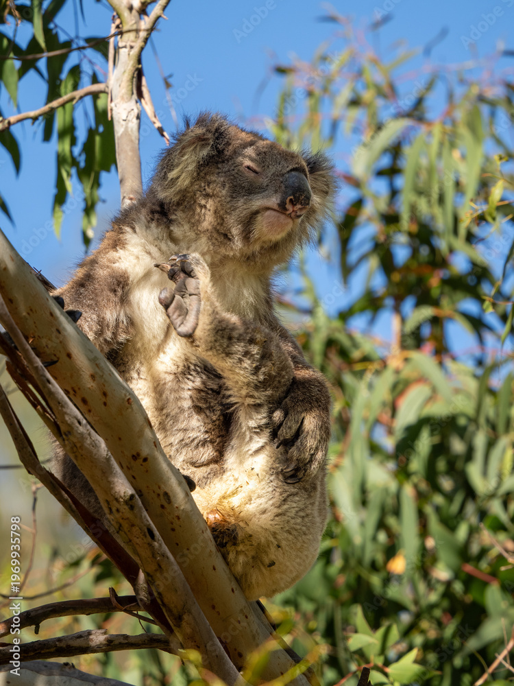 Fototapeta premium Koala