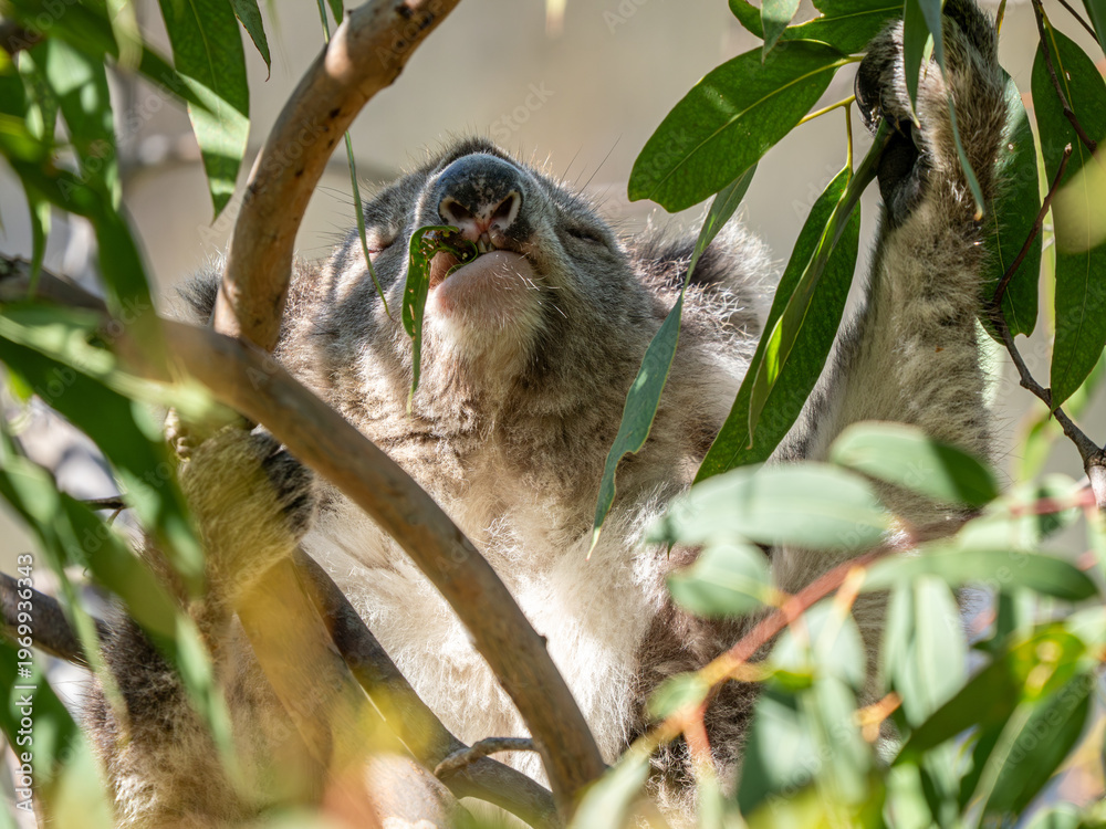 Fototapeta premium Koala