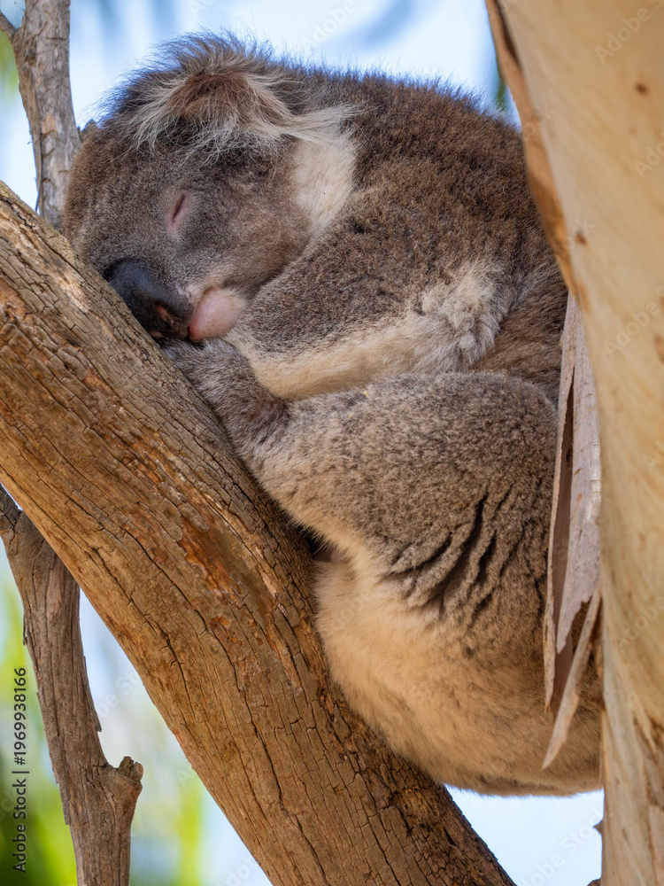 Fototapeta premium Koala