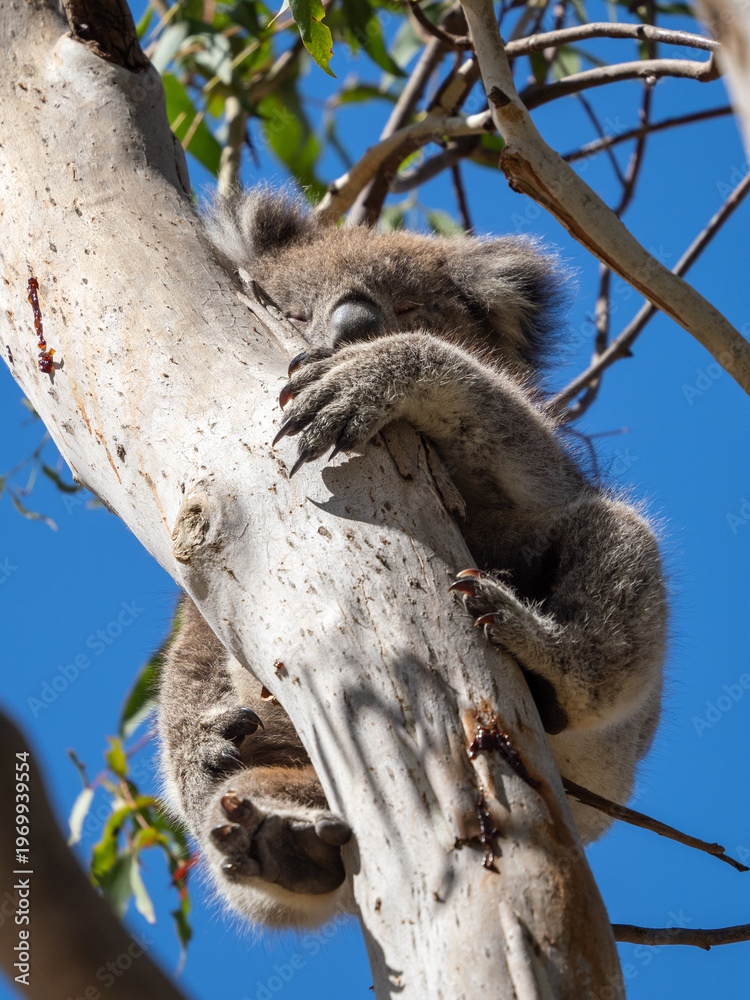 Fototapeta premium Koala