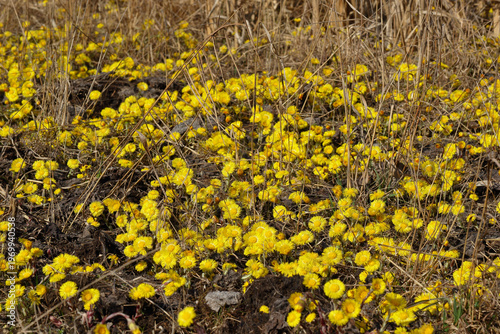 A clearing near the road with some of the first spring flowers of coltsfoot