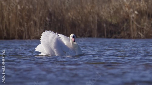 Aggressive busking posture of mute swan trying to intimidate competitor on river