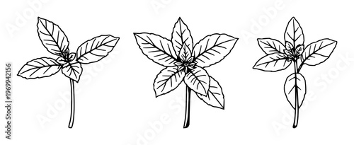 Mint sprig set with single weight line drawing featuring culinary herb symbol, simple style, green leaves with fresh design and natural organic look