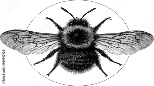 Intricate black and white illustration of a bee, centered within a circle, detailed wings