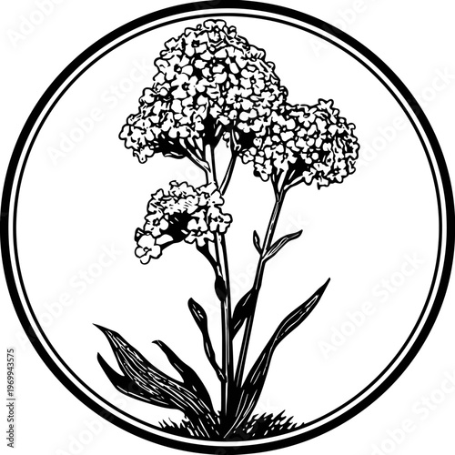 A black and white illustration of flowering plant inside a circular frame