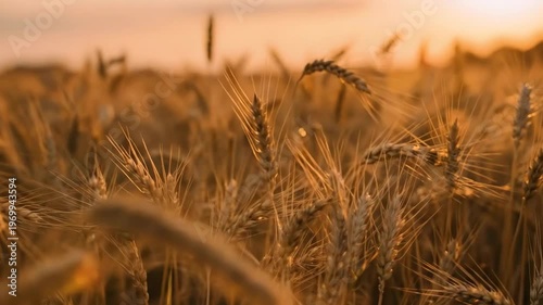 Farmer gazing at golden wheat field during sunset. Agricultural crop cultivation at harvest time. Rural scenery with cereal grain plant growing in countryside