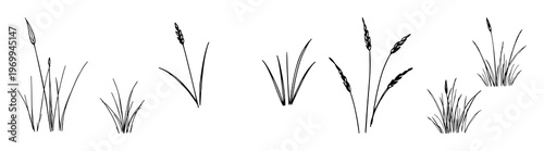 Grass set with various blades and tufts featuring natural green colors, diverse textures with field elements and organic shapes