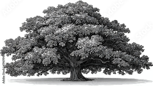 Intricate black and white illustration of a large oak tree with a massive, leafy canopy