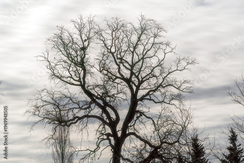 Silhouette of an old oak tree at night in the moonlight