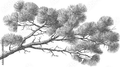 Black and white illustration of a pine branch with needles, hand-drawn style