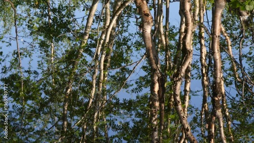  Birch and Rowan trees are reflected in the water on a Sunny summer day.