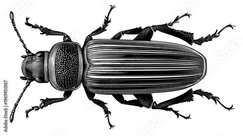 Detailed grayscale depiction of a beetle. The image emphasizes the insect's anatomy and texture