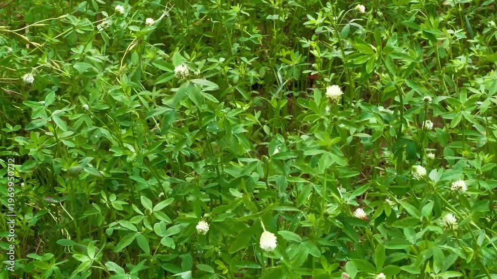 Green Berseem Clover Field with White Flowers in a Rural Village Farm ...