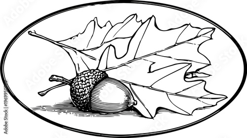 A black and white illustration of an acorn with its leaf, enclosed in an oval frame