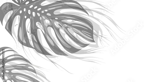 A minimalist vector illustration of monstera leaves in grayscale on a white background