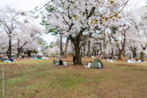 大宮公園の桜