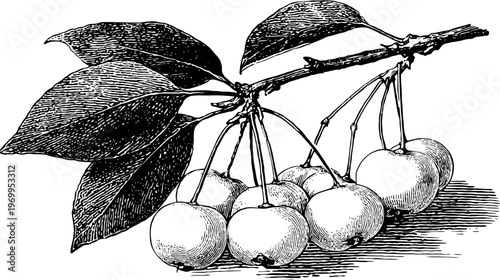 A detailed illustration of a branch with leaves and a cluster of round fruits, in grayscale