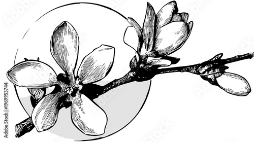 Detailed black and white botanical illustration of blossoming flower branch with petals