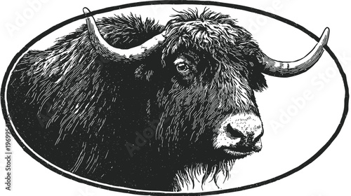 Black and white illustration of a yak's head within an oval frame. Detailed, artistic rendering
