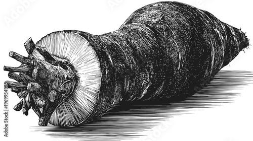A detailed monochrome illustration of a plant or root, possibly a taro, using cross-hatching