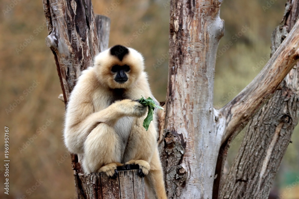 Fototapeta premium gibbon