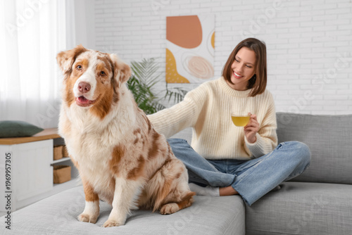 Cute Australian Shepherd do...