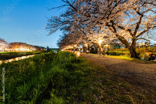 黒目川の夜桜