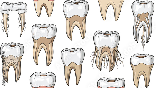Detailed anatomical illustration of various human teeth including molars and roots shown in different stages of cross section for medical study.