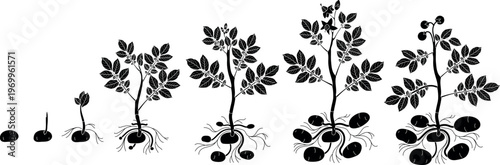 Infographic: Potato plant life cycle (Solanum tuberosum) from tuber to mature plant. Set of 7 growth stages. Black silhouette vector illustration for biology and agriculture