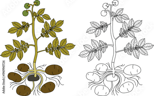 Educational botanical illustration: Whole Potato plant (Solanum tuberosum) with tubers. Black and white coloring page. Vector for school biology and nature study