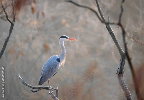 Photos grey heron ardea cinerea