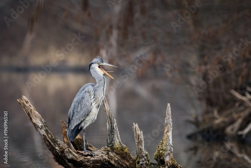 Φωτογραφία grey heron ardea cinerea