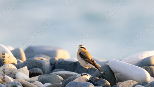 Foto Northern Wheatear (Oenanthe oenanthe) perched on a pebble beach in Cyprus