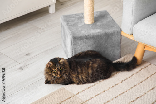 Cute fluffy cat lying near ...