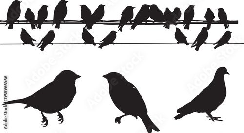 Silhouette of birds perched on power lines and standing