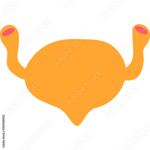 Human Bladder Anatomy Vector Icon