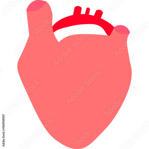Human heart anatomy flat illustration
