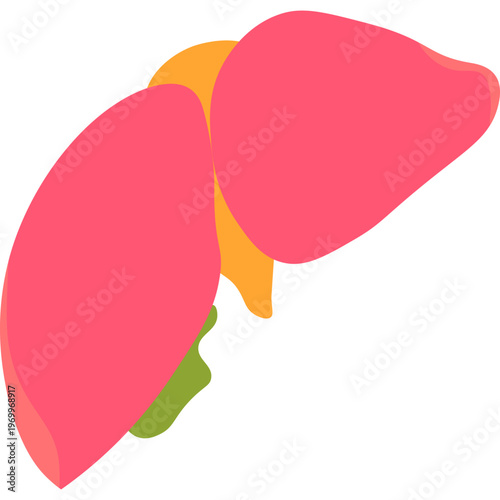 Human liver anatomy vector illustration