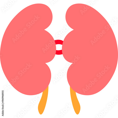 Human kidney anatomy flat icon