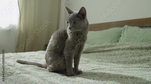 Gray Cat Sitting on Bed in Bedroom