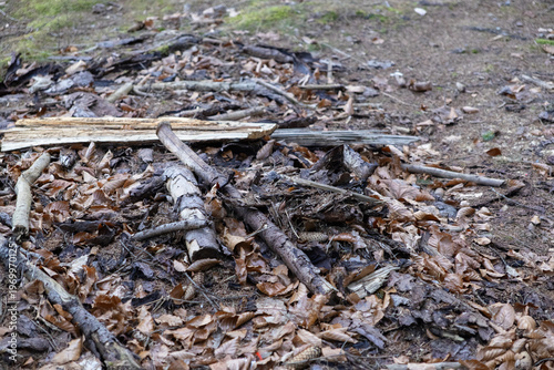 Schilderij op canvas Forest floor covered with dry brown leaves, fallen twigs, and small branches, de