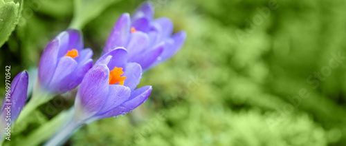 Macro shot of purple crocus in spring garden.