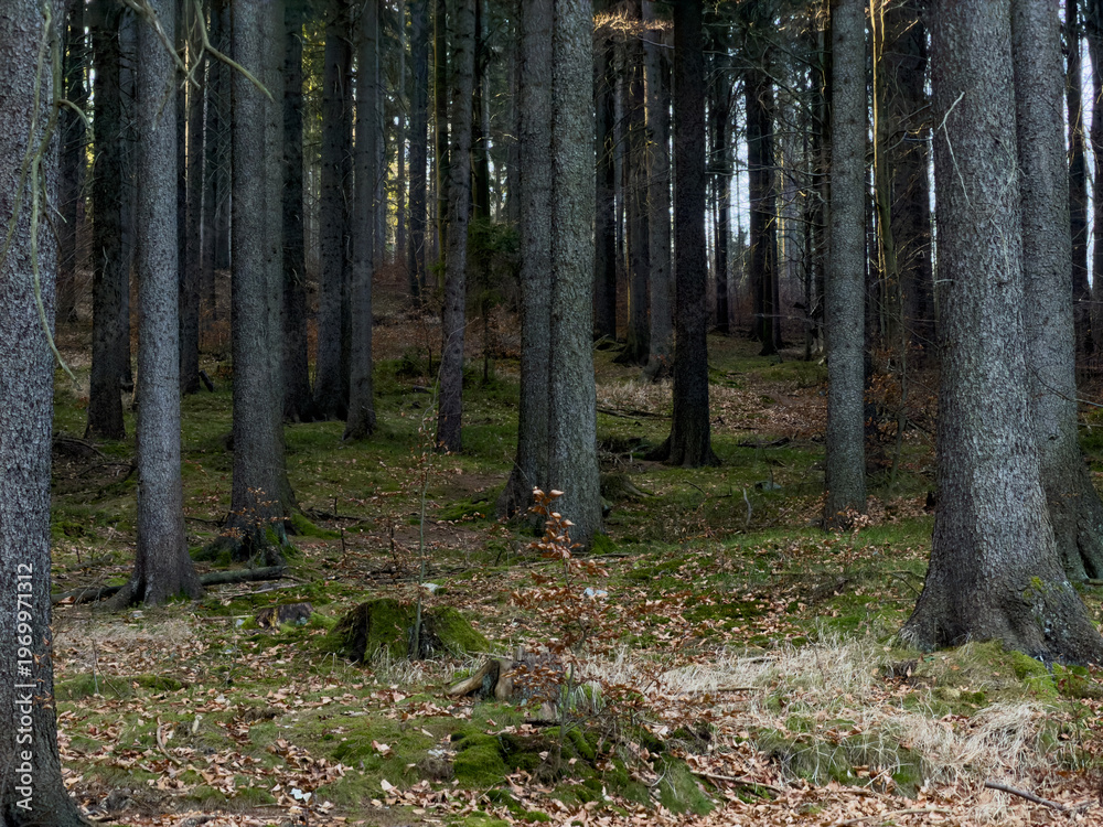 Fototapeta premium Tranquil dense forest with numerous tall dark tree trunks, lush green moss, and scattered brown fallen leaves covering the ground, depicting natural wilderness