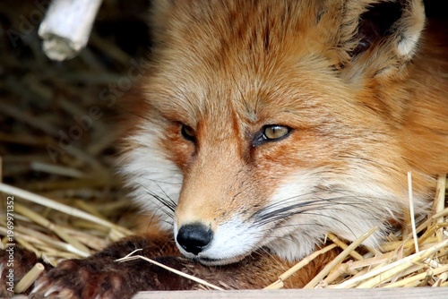 renard